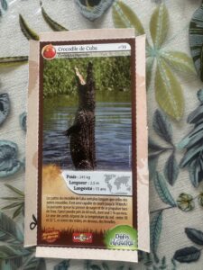 39 – Crocodile de Cuba