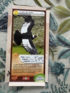 41 – Condor des Andes