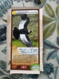 41 – Condor des Andes