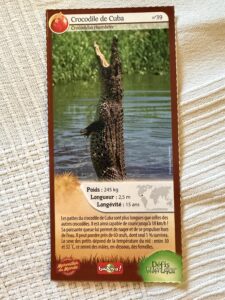 39 – Crocodile de Cuba