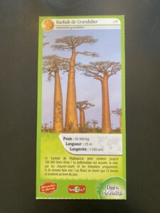 07 – Baobab de Grandidier