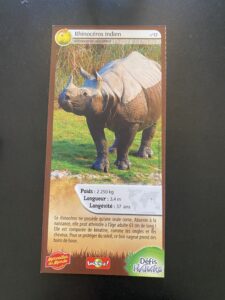 12 – Rhinocéros indien