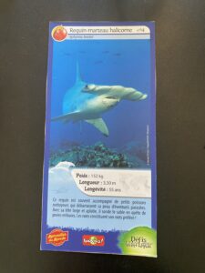 14 – Requin-marteau halicorne