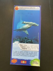 14 – Requin-marteau halicorne