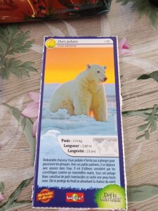 35 – Ours polaire