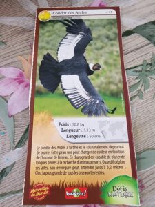 41 – Condor des Andes