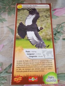 41 – Condor des Andes