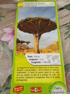 42 – Dragonnier de Socotra