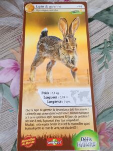 49 – Lapin de garenne