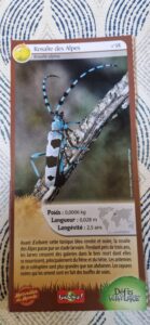 38 – Rosalie des Alpes