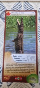 39 – Crocodile de Cuba