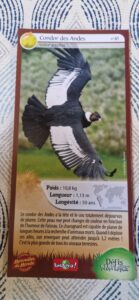 41 – Condor des Andes