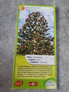 65 – Araucaria du Chili