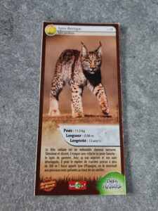 58 – Lynx Ibérique
