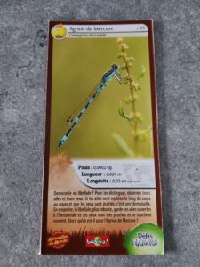 66 – Agrion de Mercure