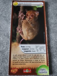 44 – Tarsier de Bornéo