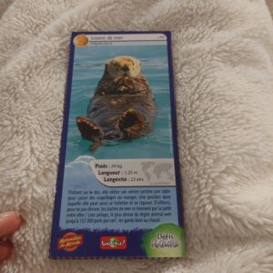 61 – Loutre de Mer