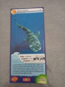 32 – Requin-baleine