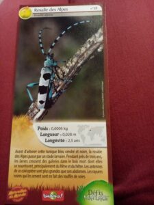 38 – Rosalie des Alpes