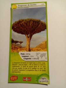 42 – Dragonnier de Socotra
