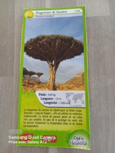 42 – Dragonnier de Socotra