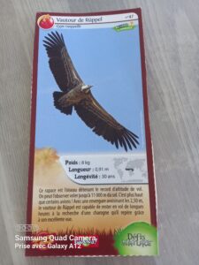 47 – Vautour de Ruppel