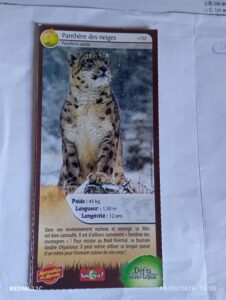 22 – Panthère des neiges