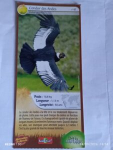 41 – Condor des Andes