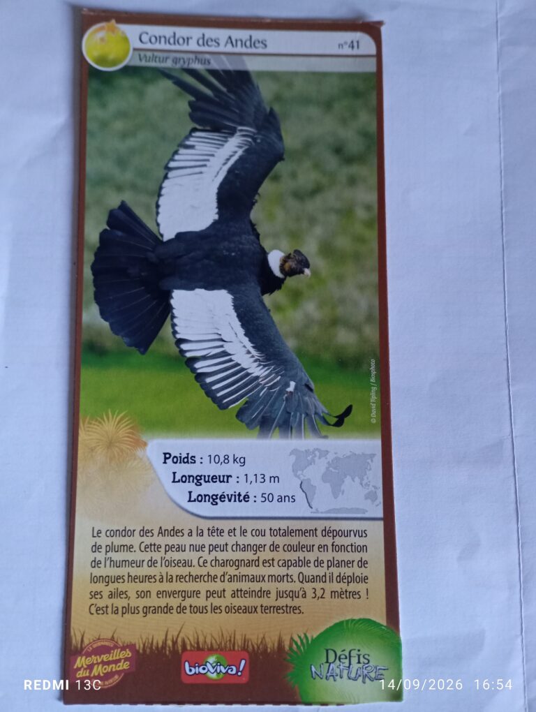 Face de la carte