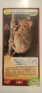 44 – Tarsier de Bornéo