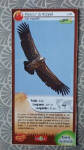 47 – Vautour de Ruppel