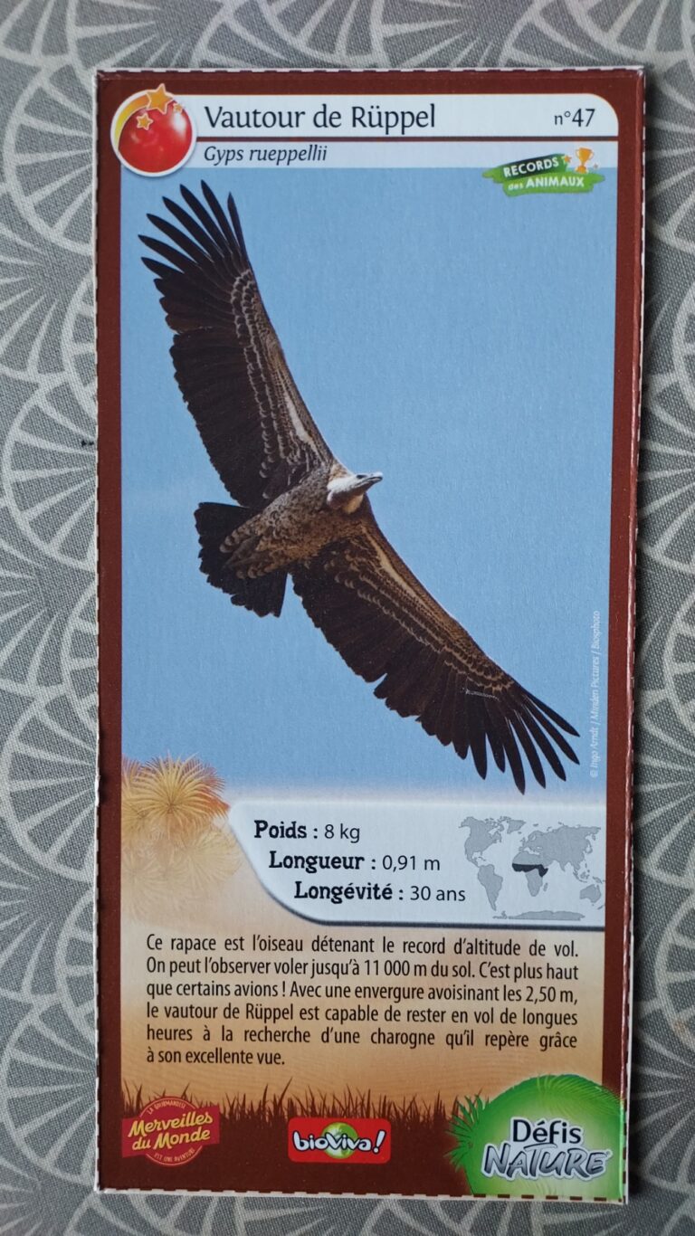 Face de la carte