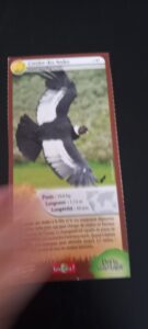 41 – Condor des Andes