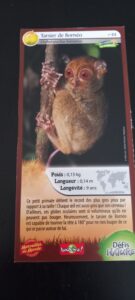44 – Tarsier de Bornéo