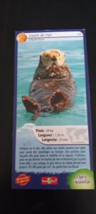 61 – Loutre de Mer