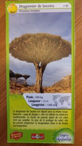 42 – Dragonnier de Socotra