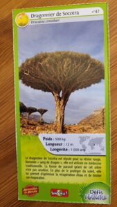 42 – Dragonnier de Socotra