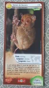 44 – Tarsier de Bornéo