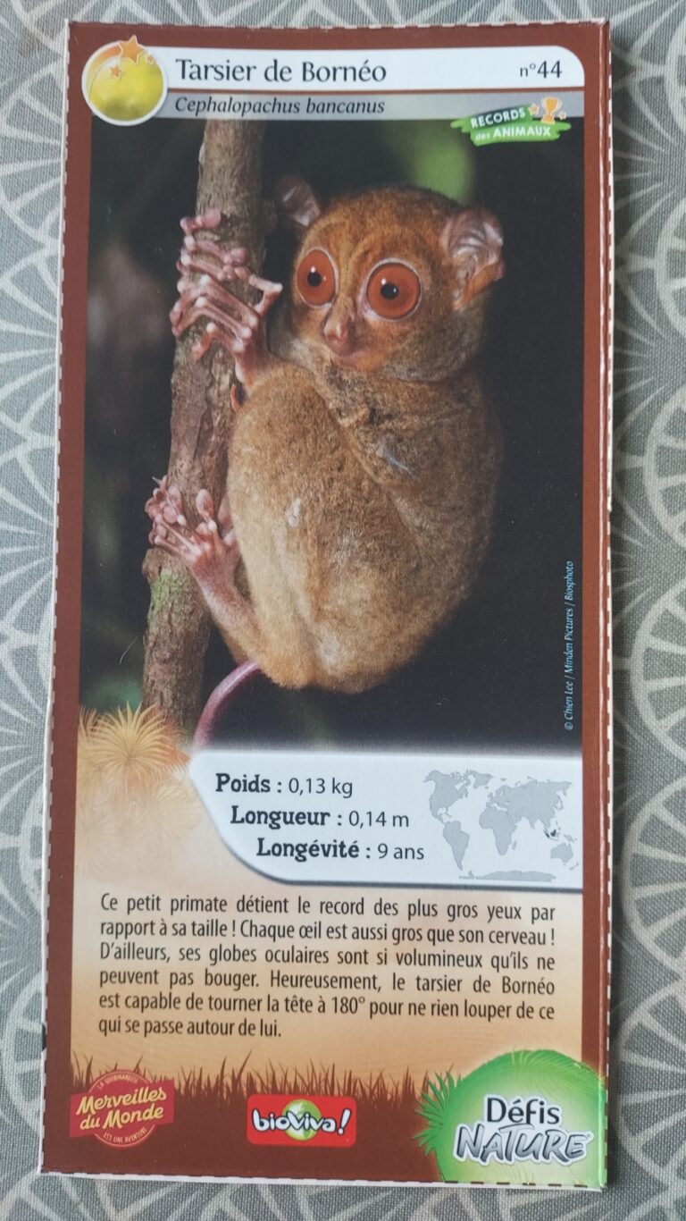 Face de la carte