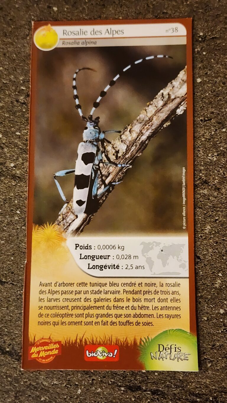 Face de la carte