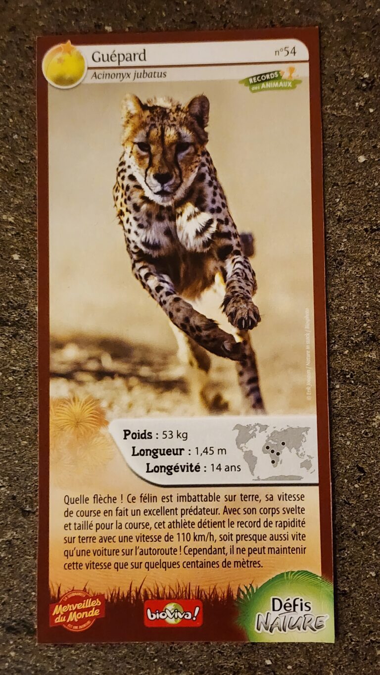 Face de la carte