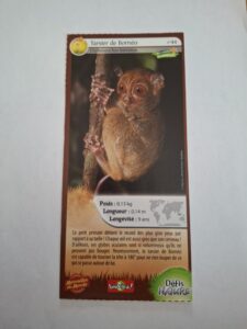 44 – Tarsier de Bornéo