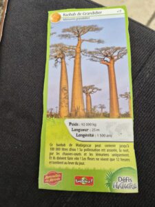 07 – Baobab de Grandidier