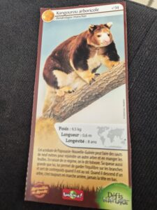 34 – Kangourou arboricole