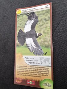 41 – Condor des Andes