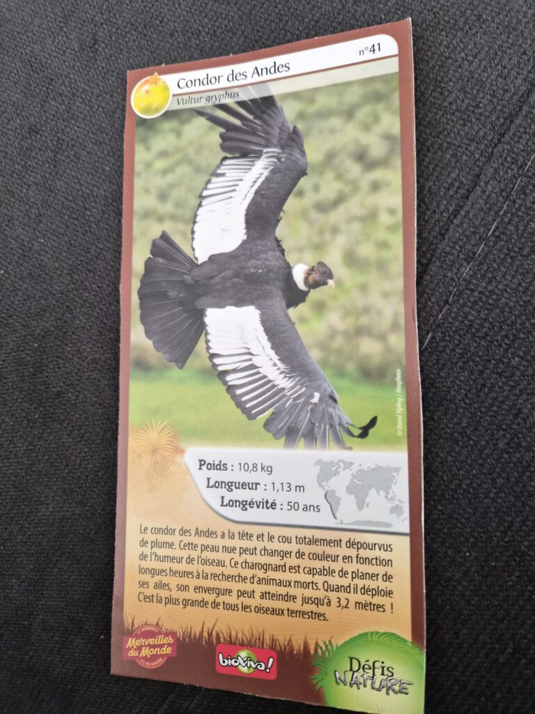 Face de la carte
