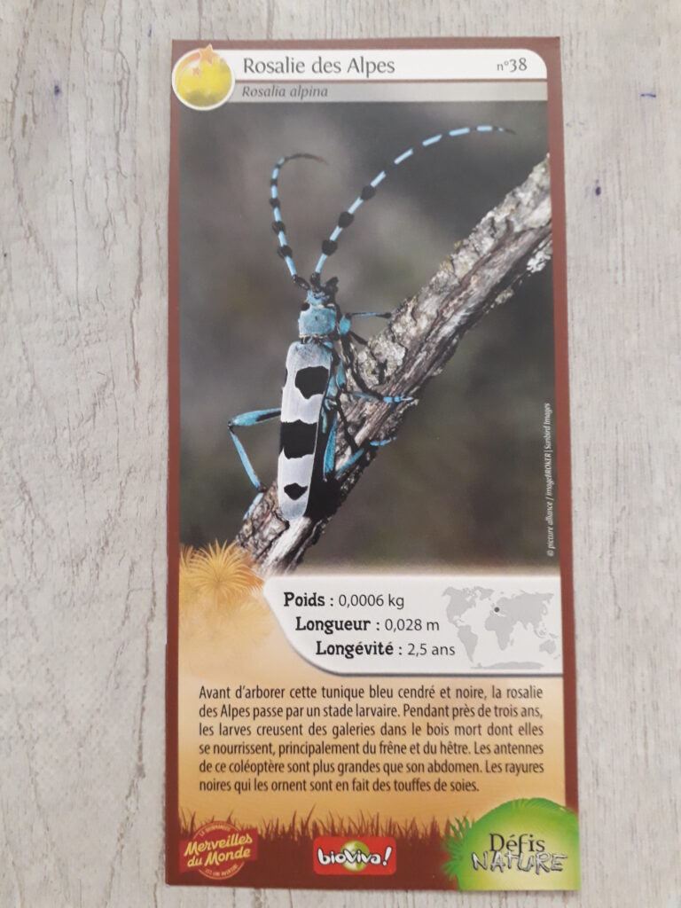 Face de la carte