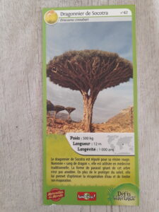 42 – Dragonnier de Socotra