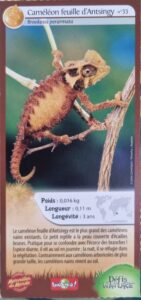 33 – Caméléon feuille d&rsquo;Antsingy