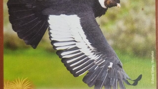 condor des Andes n 41